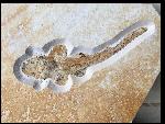 Palaeocarcharias